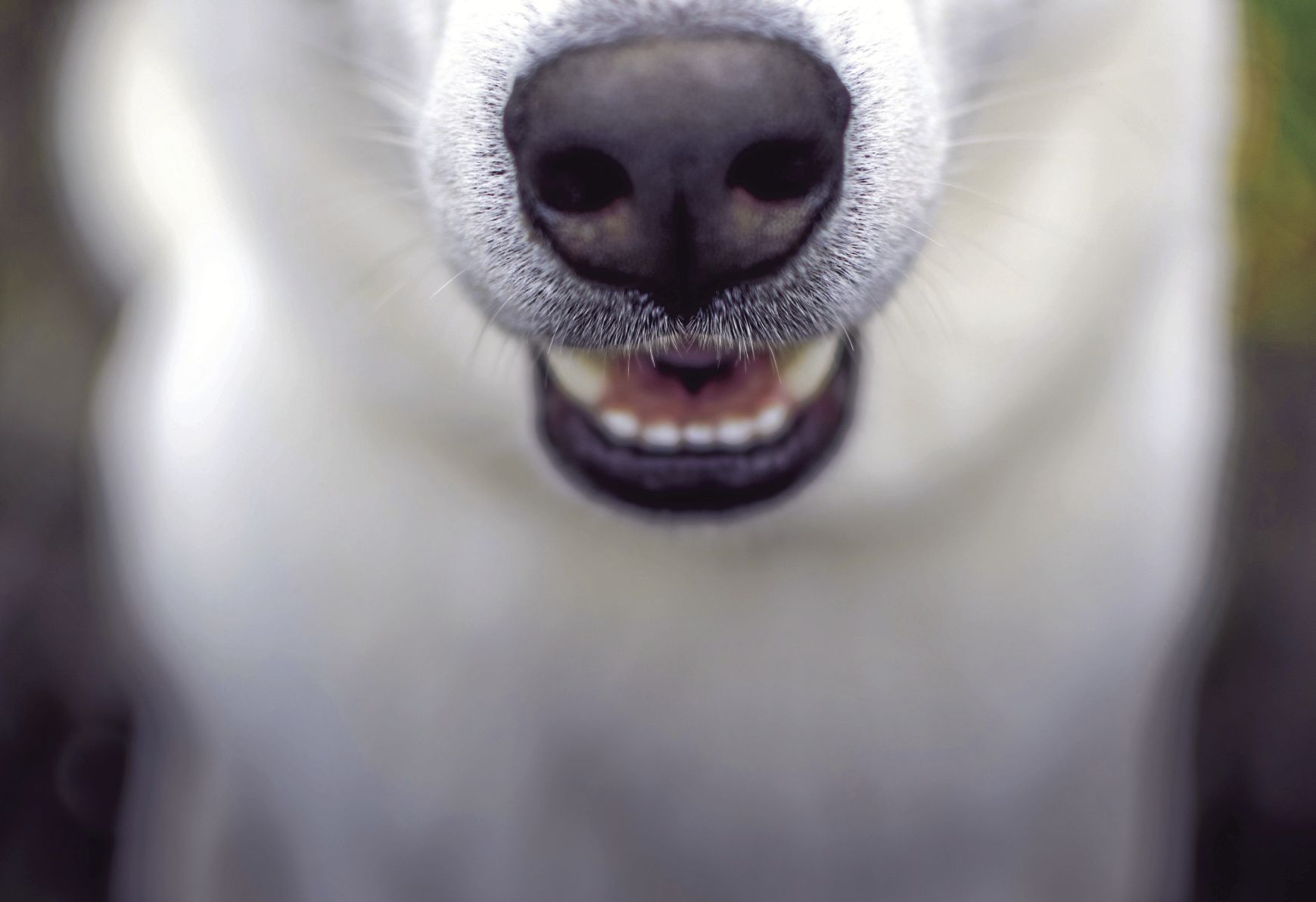 How can I tell if my dog has bad dental health?